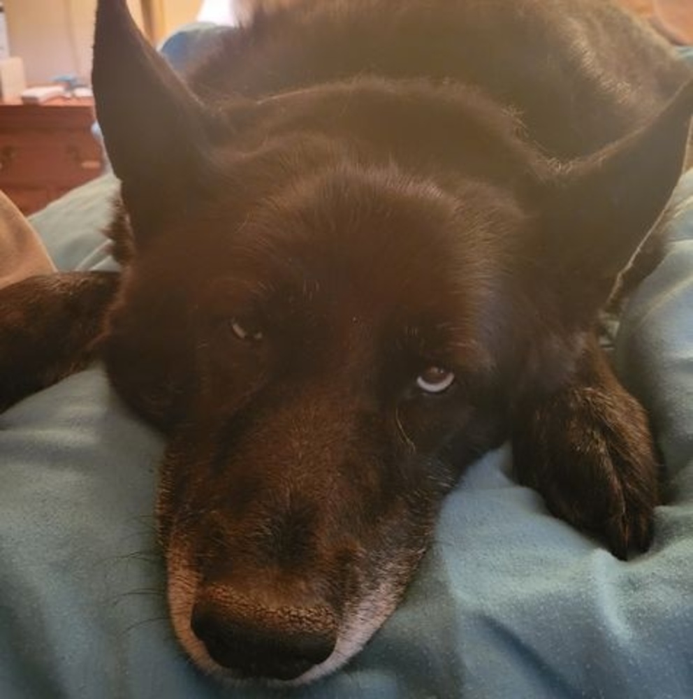 Meet your Posher, Abby